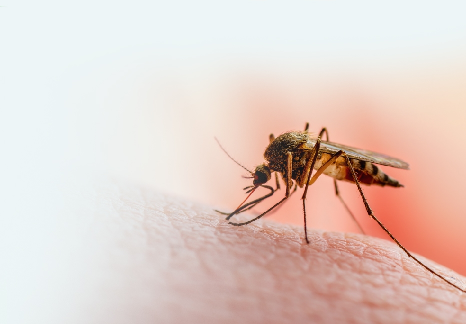 Malaria behandling